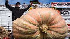 A giant pumpkin